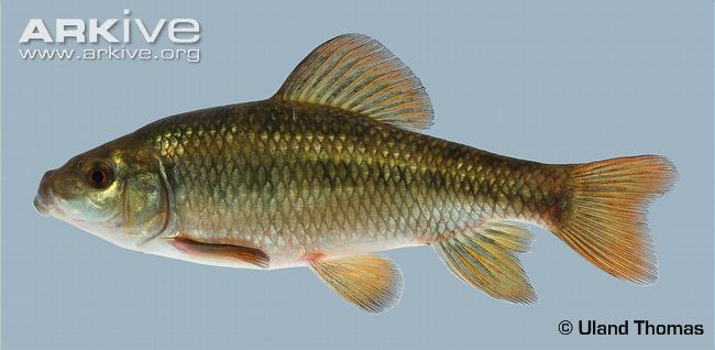 (Erimyzon) Род ЭРИМИЗОНЫ 3 вида